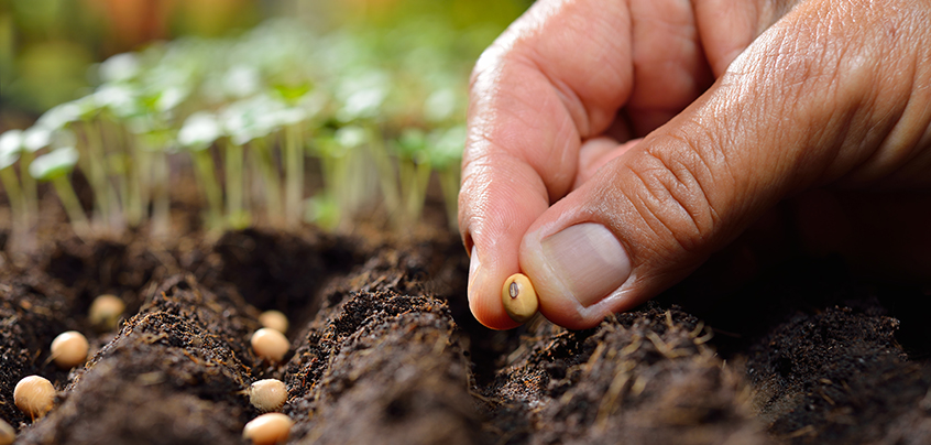 Seeds & Others